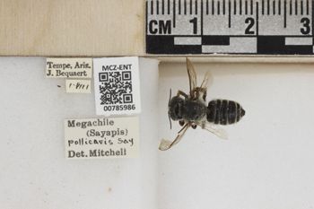 Media type: image;   Entomology 785986 Aspect: Labels
